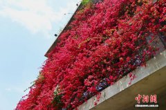 重庆：写字楼外墙三角梅绽放 披“花衣”扮靓城市